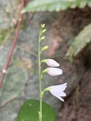 Codonacanthus pauciflorus