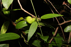 Leichhardtia fraseri