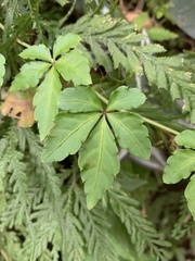 Tetrastigma obtectum glabrum
