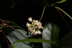 Leichhardtia fraseri