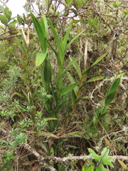 Epidendrum scytocladium