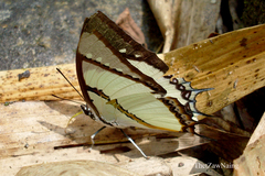 Polyura dolon