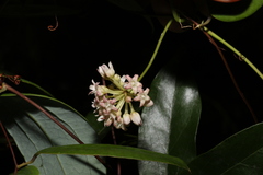 Leichhardtia fraseri