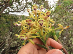 Epidendrum scytocladium