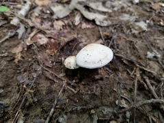 Clitopilus