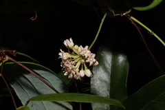 Leichhardtia fraseri