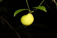 Leichhardtia fraseri