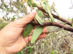 Epidendrum scytocladium