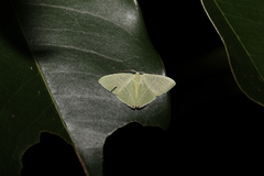 Urolitha bipunctifera