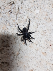 Amblyocarenum walckenaeri