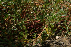 Blutaparon vermiculare