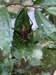 Cardiodactylus guttulus