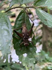 Cardiodactylus guttulus