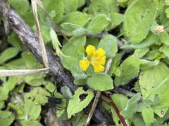 Erythranthe moschata