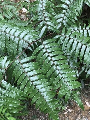 Gymnosphaera podophylla