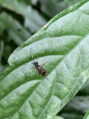 Cryptinae