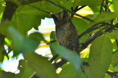 Otus lempiji