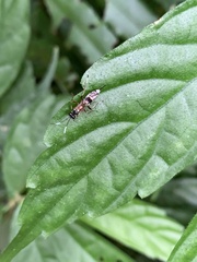 Cryptinae