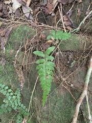 Microlepia marginata