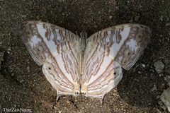 Cyrestis cocles cocles