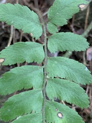 Microlepia marginata