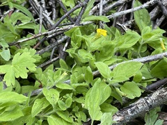 Erythranthe moschata