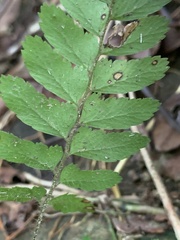 Microlepia marginata