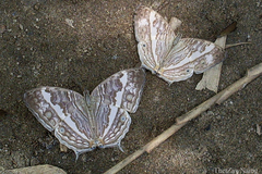 Cyrestis cocles cocles