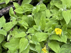 Erythranthe moschata