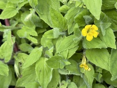 Erythranthe moschata