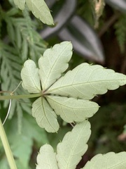 Tetrastigma obtectum glabrum