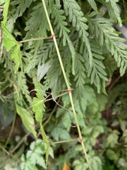 Tetrastigma obtectum glabrum