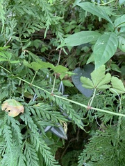 Tetrastigma obtectum glabrum