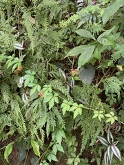 Tetrastigma obtectum glabrum