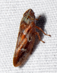 Aphrophora saratogensis