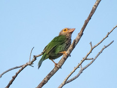 Psilopogon lineatus