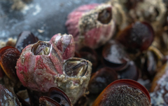 Megabalanus tintinnabulum