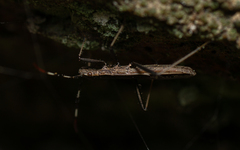 Micrelytra fossularum