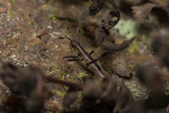 Micrelytra fossularum