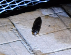 Laccophilus poecilus