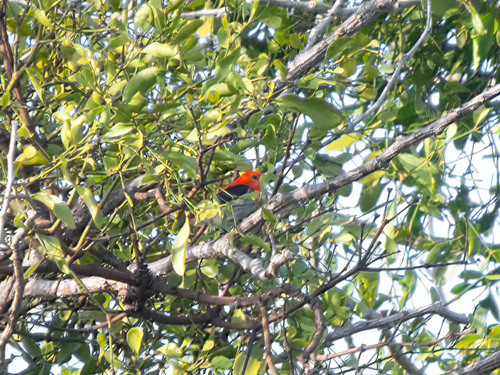 Scarlet-headed Flowerpecker (Dicaeum trochileum), photo 4