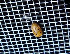 Cryptocephalus octomaculatus