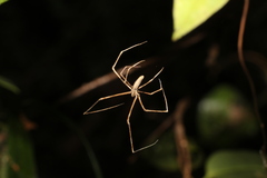 Deinopidae