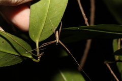 Deinopidae