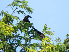 Crypsirina temia