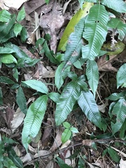 Grypothrix triphylla