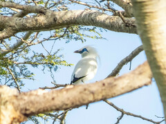 Leucopsar rothschildi