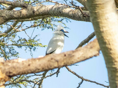 Leucopsar rothschildi