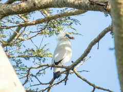 Leucopsar rothschildi