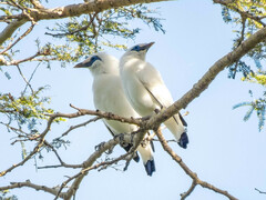 Leucopsar rothschildi